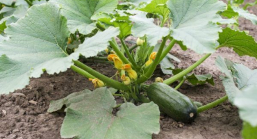 Pěstování cukety aeronaut