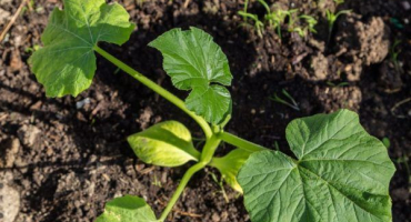 Pěstování cukety yasmin f1