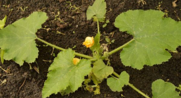 Pěstování cukety v sudu