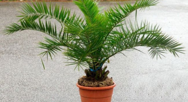 Pěstování datle kanárského luxor ze semínek doma, péče o palmy a prevence