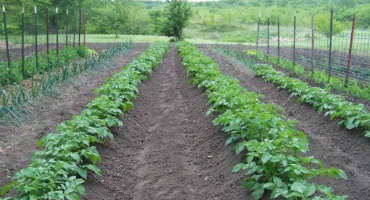 Pěstování brambor pomocí holandské technologie