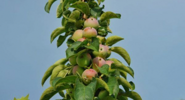 Pěstování sloupovité peřiny jabloně