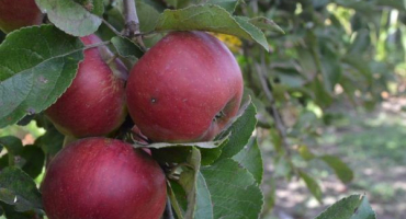 Pěstování sloupovitého souhvězdí jablek