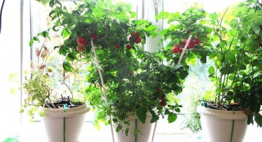Pěstování vnitřních rajčat doma v bytě