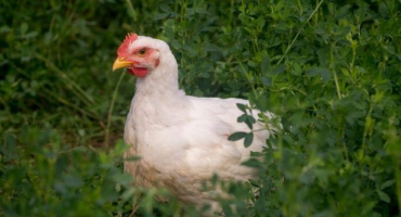 Pěstování cornwallských kuřat