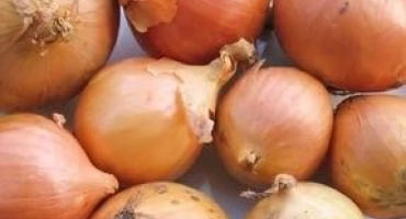 Pěstování odrůdy cibule