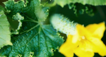 Pěstování okurky cybria