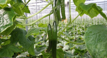 Čínská hadí okurka roste