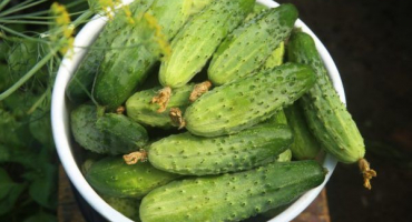 Pěstování okurky mamluk