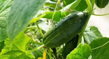 Pěstování okurky vyatsky f1