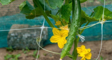 Pěstování okurky smaragdový proud