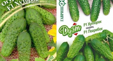 Pěstování okurek na balkoně v plastových lahvích