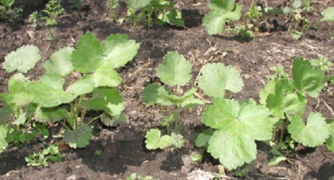 Pěstování pastináku, výsadba a péče na otevřeném poli v zemi, hlavní odrůdy kultury