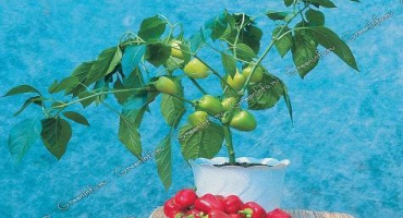 Pěstování chilli papriček doma na parapetu nebo balkonu