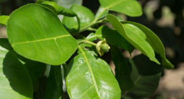 Pěstování pomela doma