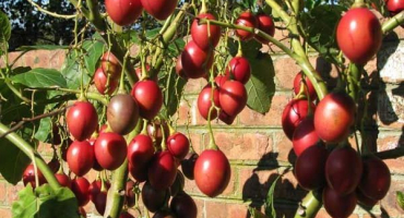 Pěstování a péče o strom rajčete venku