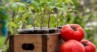 Pěstování rajčat venku: od výsadby po sklizeň