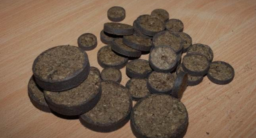 Pěstování rajčat v rašelinových tabletách