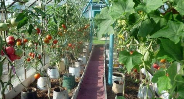 Pěstování rajčat v kbelících na otevřeném poli a ve skleníku