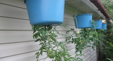 Pěstování rajčat vzhůru nohama