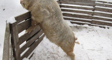 Chov karmalských selat