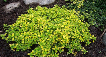 Pěstování, sázení a ponechání citronového tymiánu (tymiánu) ze semen