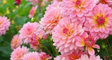 Pěstování, výsadba a péče o jiřiny venku