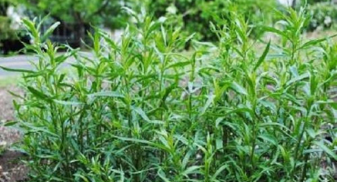 Pěstování, výsadba a péče o estragonovou trávu na otevřeném poli doma, jak množit estragon