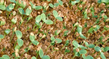 Pěstování sazenic okurek v pilinách