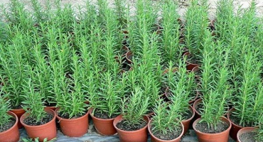 Pěstování rozmarýnu v leningradské oblasti na otevřeném poli a v květináči