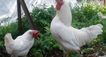Chov ruského bílého plemene kuřat na soukromém dvoře