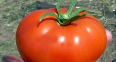 Pěstování s charakteristikami a popisem odrůdy rajčat kirzhach
