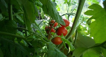 Pěstování s popisem a charakteristikou odrůdy rajčete thumbelina