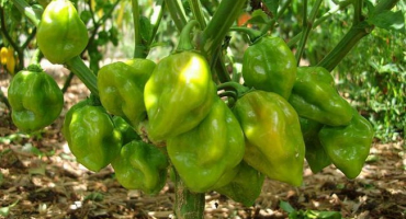 Pěstování papriky - problémy a řešení