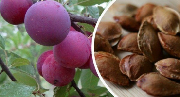 Pěstování švestek z pecky: pokyny krok za krokem