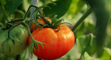 Pěstování rajčat abakan růžové