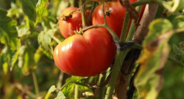 Pěstování rajčat andreevsky překvapení