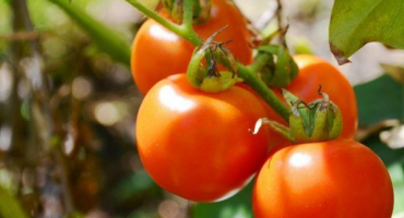 Rostoucí rajče kamenná květina