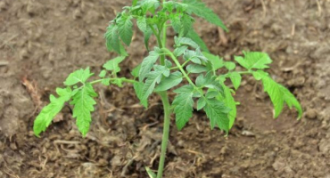 Rostoucí rajče malinové zvonění