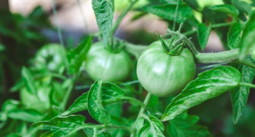 Rostoucí rajče masité cukrové