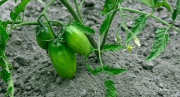 Pěstování rajčat niagara