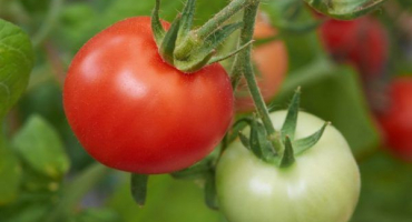 Pěstování rajčatové olya