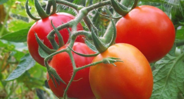 Pěstování rajčat chýše