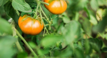 Rhapsody pěstování rajčat