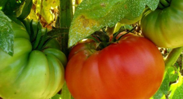 Rostoucí rajčatový růžový slon