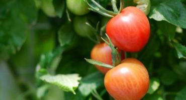 Pěstování stellate jesetera rajčat