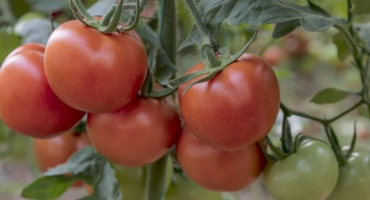 Pěstování rajčat sibiřské rané zrání
