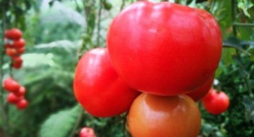 Rostoucí rajčata tuk jack