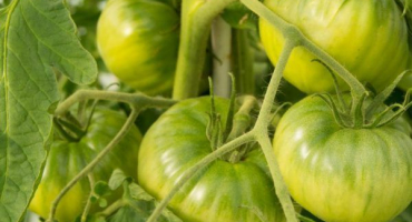 Pěstování rajčat věčné volání