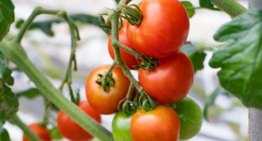 Pěstování rajčete verlioka